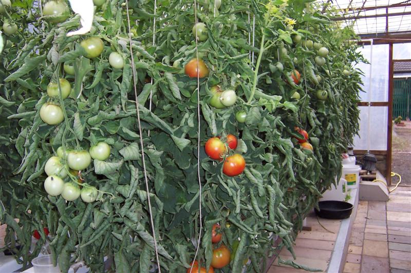 Hydro tomatoes (Medium).JPG