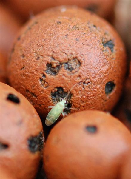 Unknown micro visitor (Medium).JPG