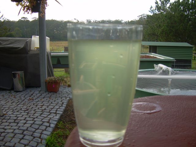 murky tank water.jpg