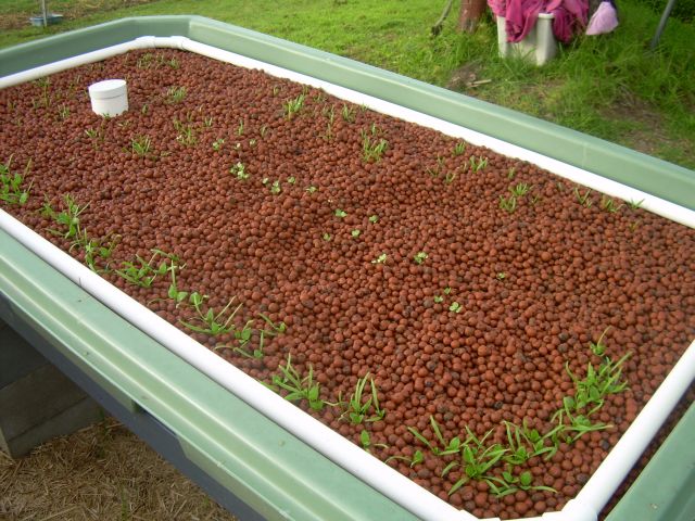 grow bed example.jpg