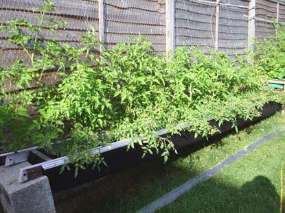 ladder hammock after.jpg