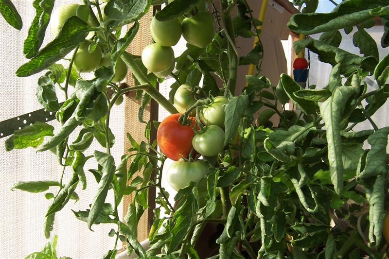 100_0977 (Medium).JPG