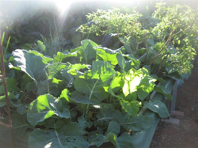 8 July 2009 Fish 006 (Small).jpg