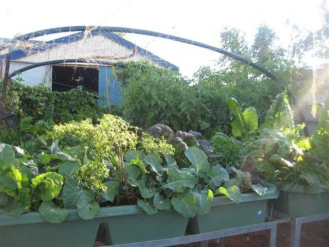 8 July 2009 Fish 012 (Small).jpg