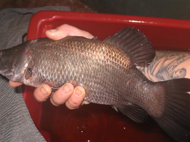 8 July 2009 Fish 016 (Small).jpg