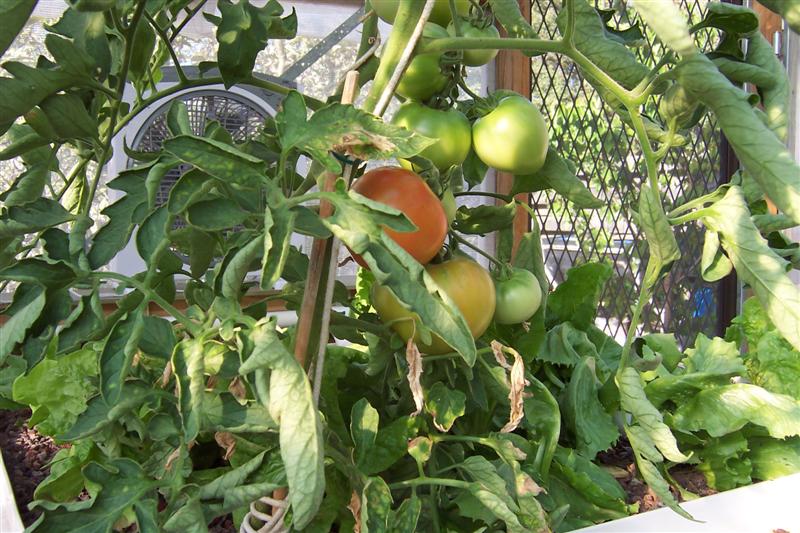 100_0978 (Medium).JPG