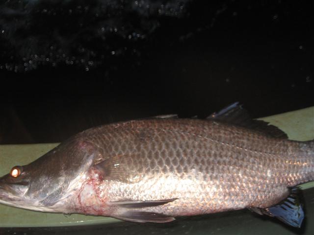 8 July 2009 Fish 018 (Small).jpg