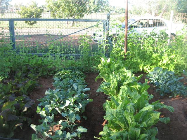 8 July 2009 Fish 014 (Small).jpg