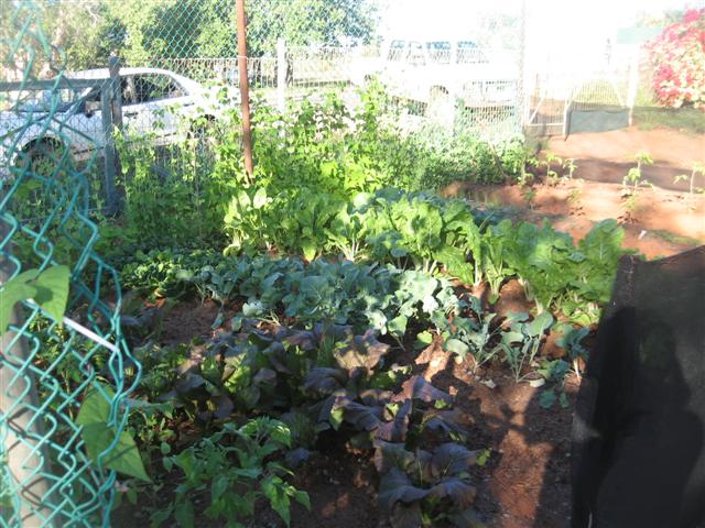 8 July 2009 Fish 009 (Small).jpg