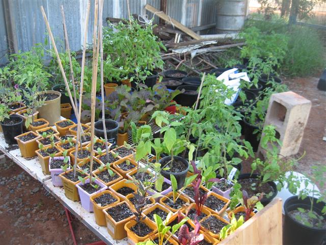 8 July 2009 Fish 007 (Small).jpg