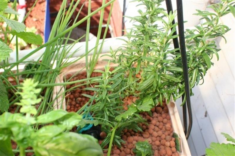 aquaponic-rosemary (Medium).jpg