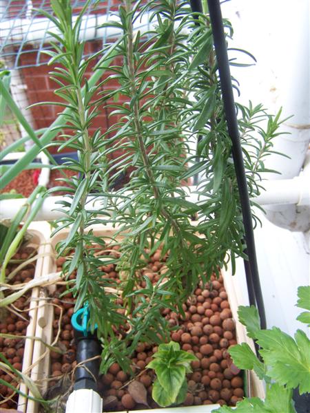 100_3214 (Medium).JPG