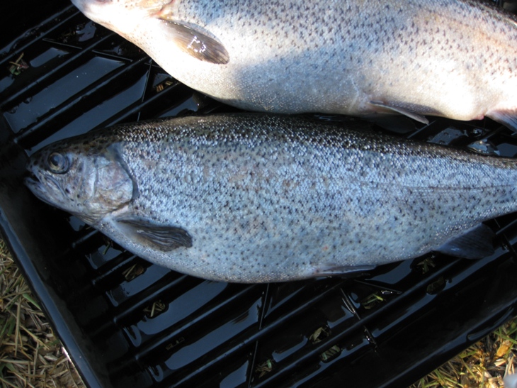 TROUT 131.JPG