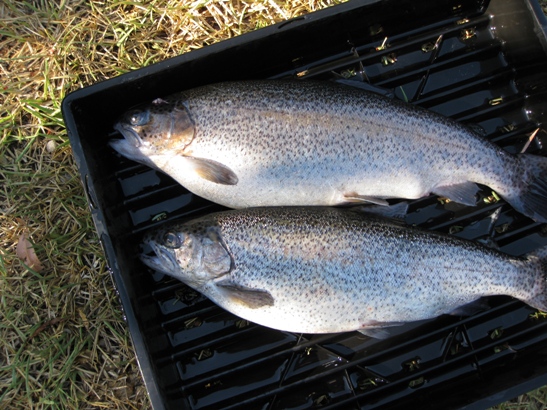 TROUT 128.JPG