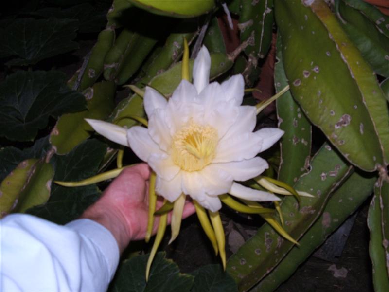 DSCF3435 (Medium).JPG