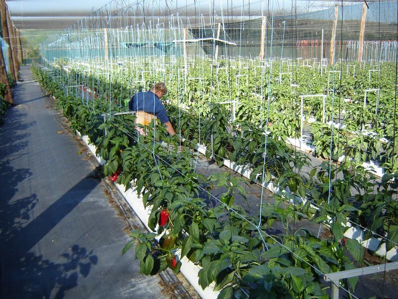 2006209572_2_FS (Medium).jpg