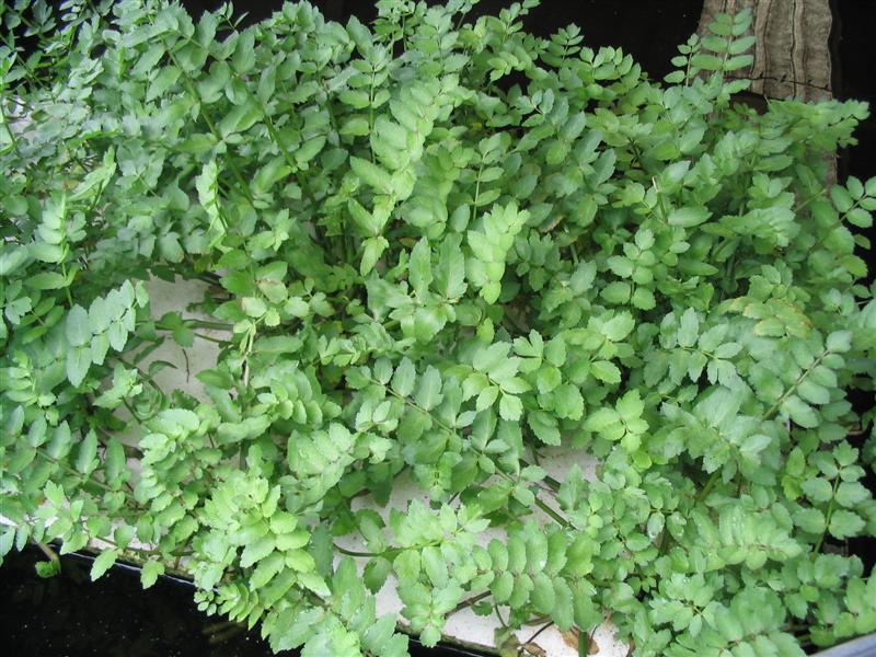 IMG_2000 (Medium).jpg