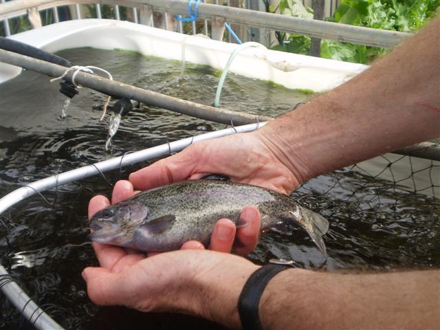 rainbow trout jul09 (Small).JPG