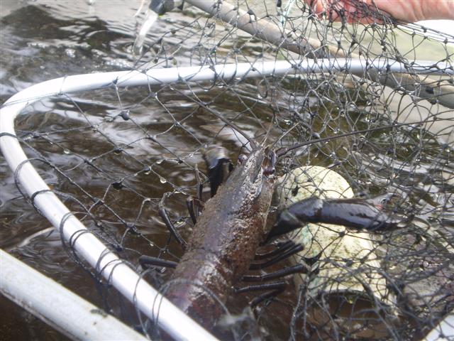 marron jul09 (Small).JPG