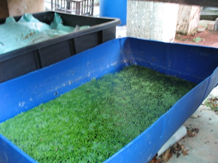 Blurry Duckweed_azolla.jpg