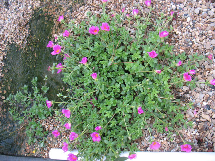 Purslane.jpg