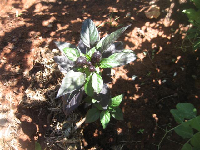 01.08.09 005 (Small).jpg