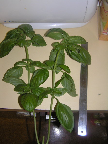 whole basil plant with ruler.jpg