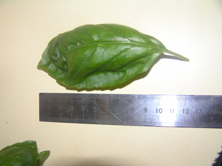 basil leaf resized.jpg