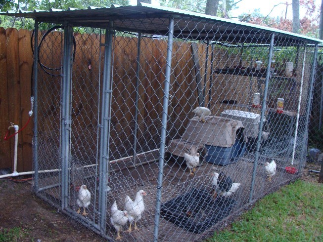 Dogpen chicken coop.JPG