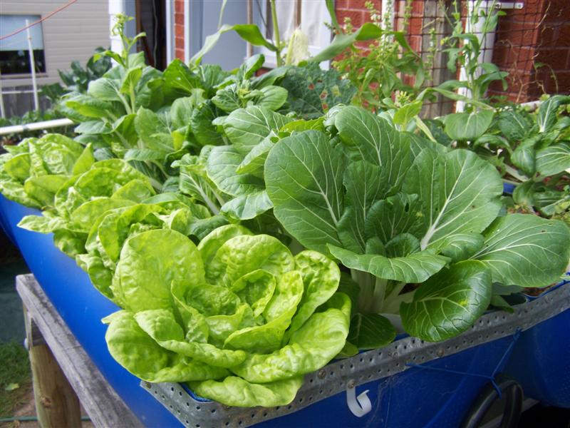 100_3145 (Medium).JPG