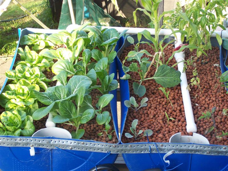 100_2976 (Medium).JPG