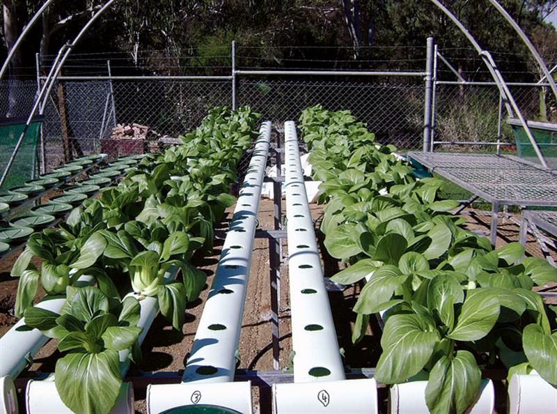 103_sustainable_aqua_Pak_Choi (Medium).jpg