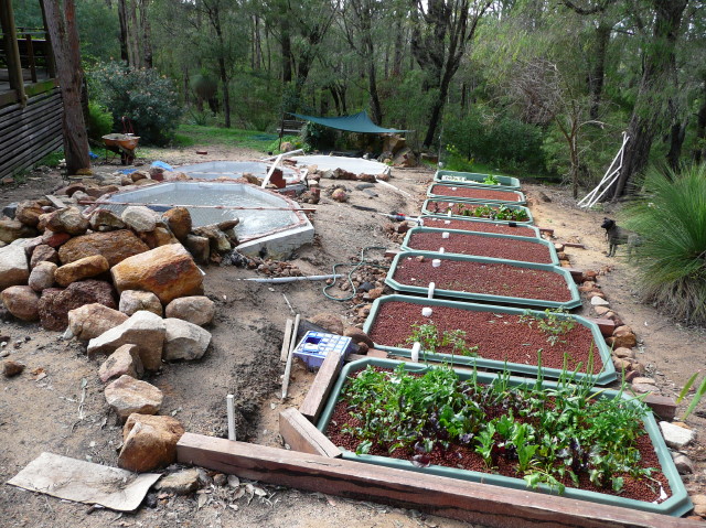 aquaponics 1_2_1.jpg