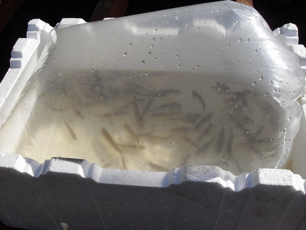 mini-August8_09 008.jpg