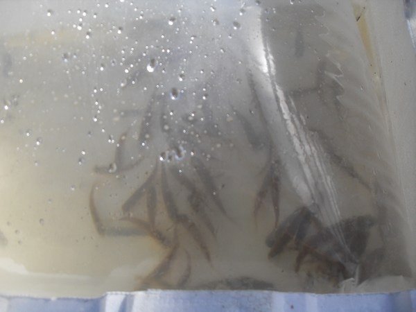 mini-August8_09 009.jpg