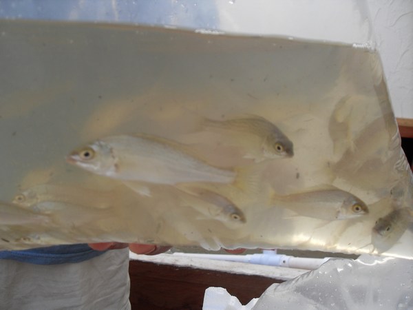 mini-August8_09 014.jpg