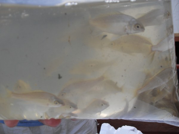 mini-August8_09 016.jpg