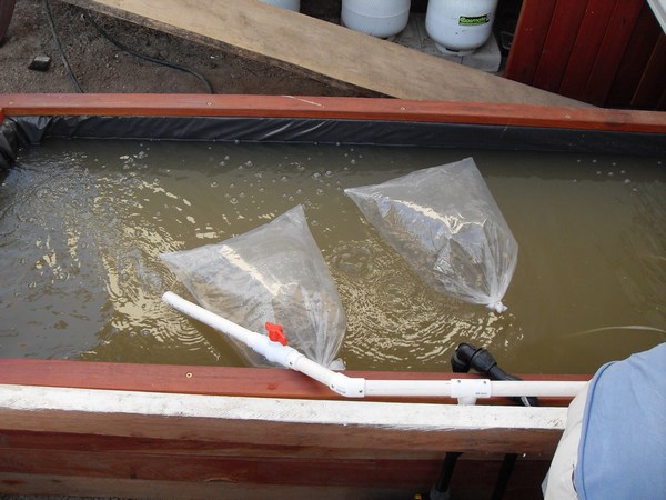 mini-August8_09 019.jpg