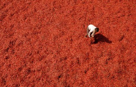Chillies-Labourer-India.jpg