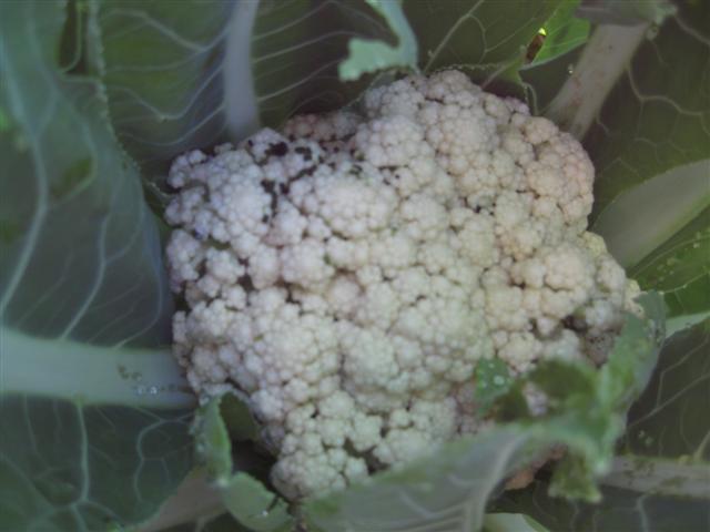 IMG_0627 (Small).JPG