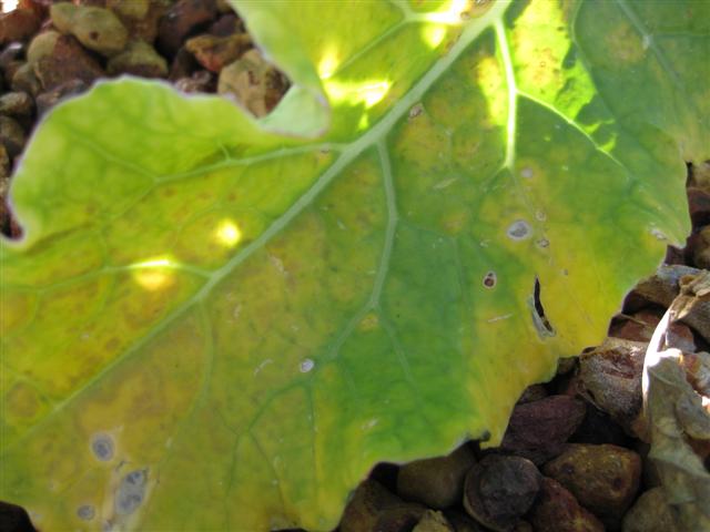 IMG_0414 (Small).JPG