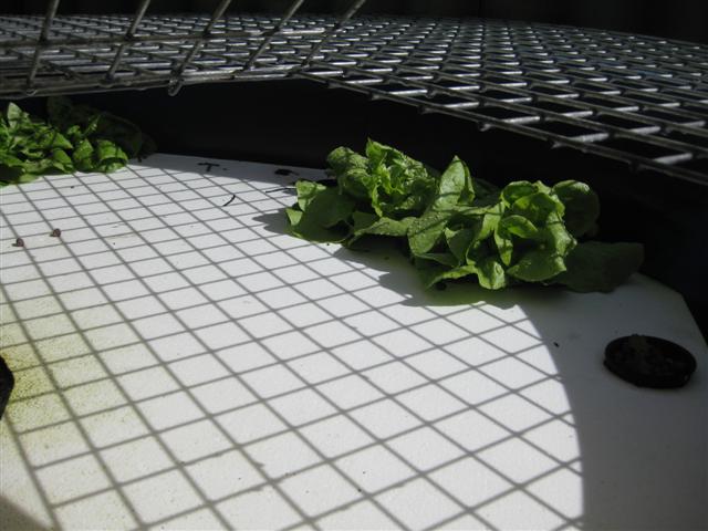 IMG_0630 (Small).JPG