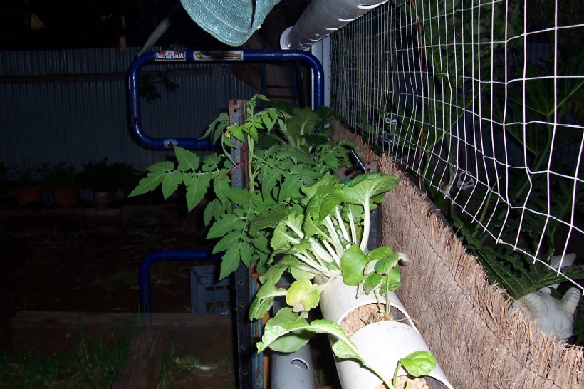 aquaponics 115.jpg
