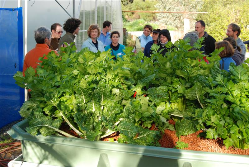 15tth August 2009 090 (Medium).jpg