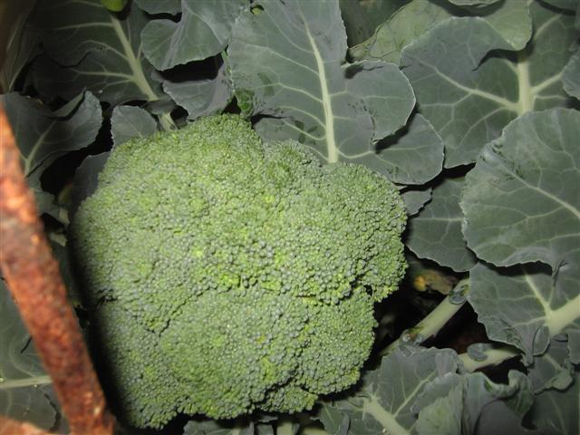 17.08.09 002 (Small).jpg