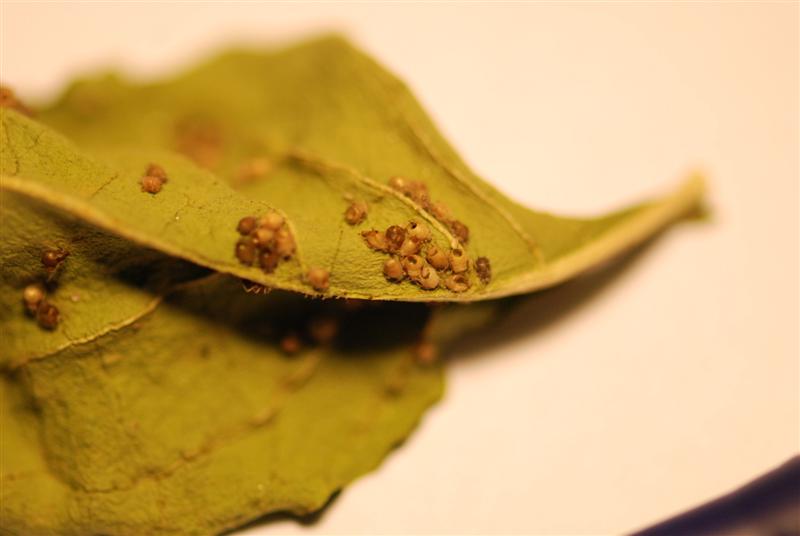 15th August 2009 076 (Medium).jpg