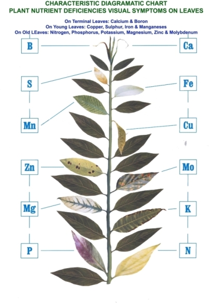 nutrient def chart.jpg
