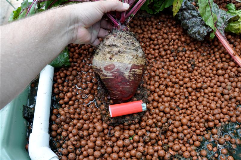 DSC_0039 (Medium).JPG