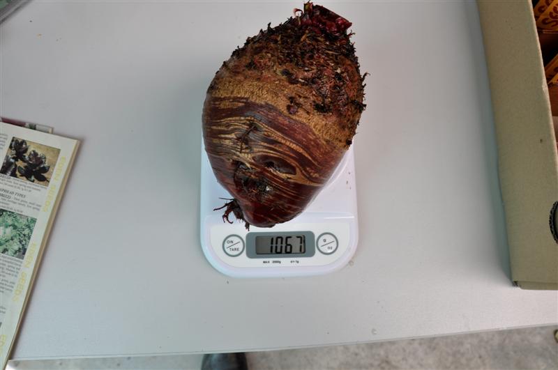 DSC_0040 (Medium).JPG