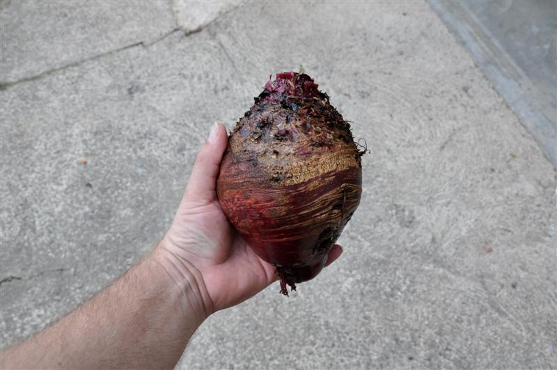 DSC_0045 (Medium).JPG